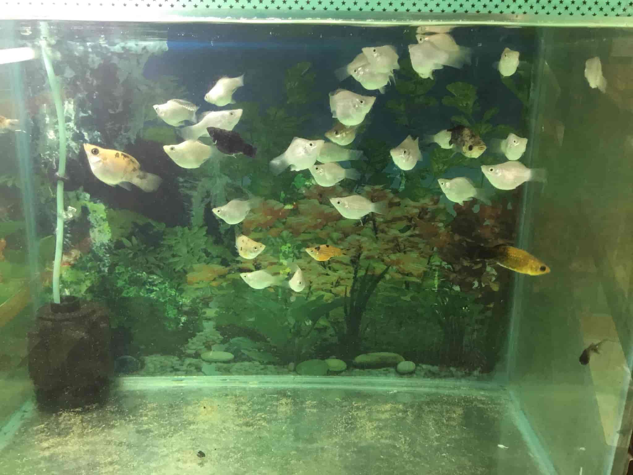 Naini Aquarium in Moti Bagh,Raipurchhattisgarh Best Aquariums in