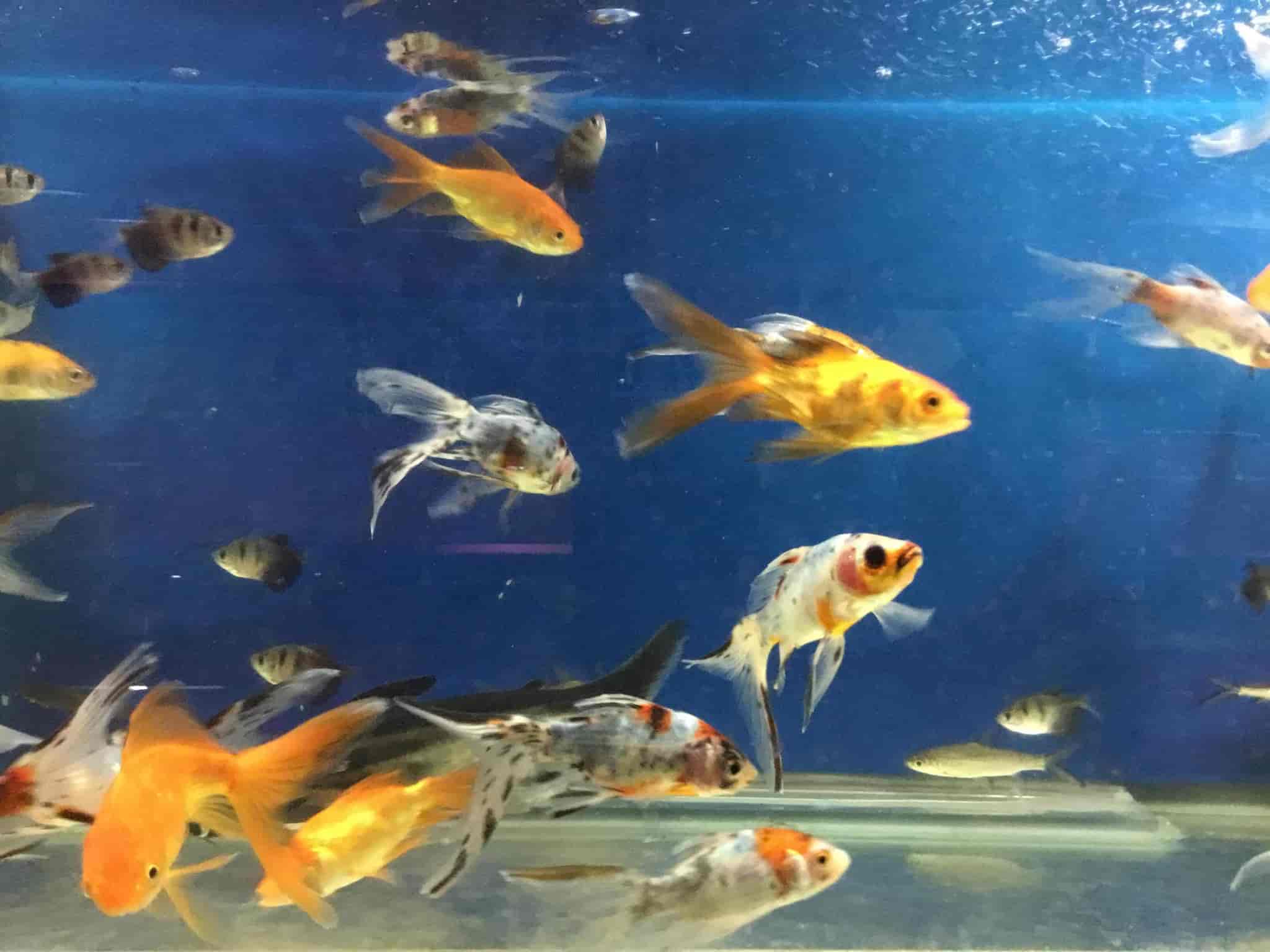 Naini Aquarium in Moti Bagh,Raipurchhattisgarh Best Aquariums in