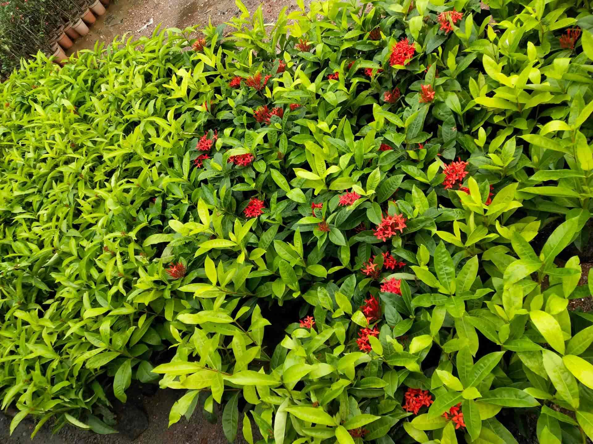 Catalogue Raj Nursery in Raipur Ho , Raipur Chhattisgarh Justdial