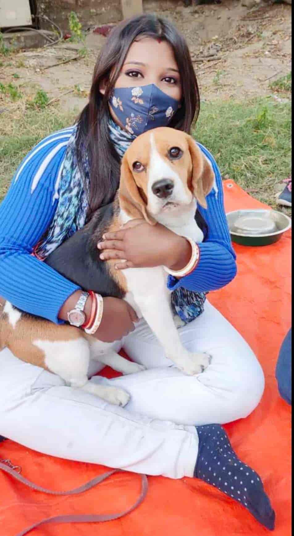 Top 10 Pet Shops For Pomeranian Dog In Raipur Chhattisgarh Best Pet Shops For Pomerian Dogs Justdial