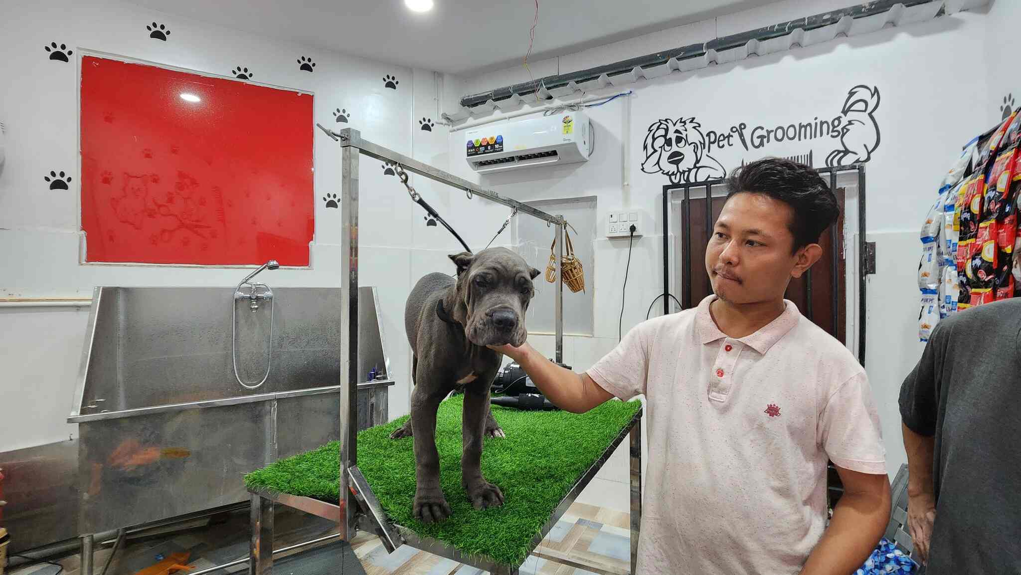 Top Pet Shops For Golden Retriever Dog in Rajahmundry Best Pet Stores