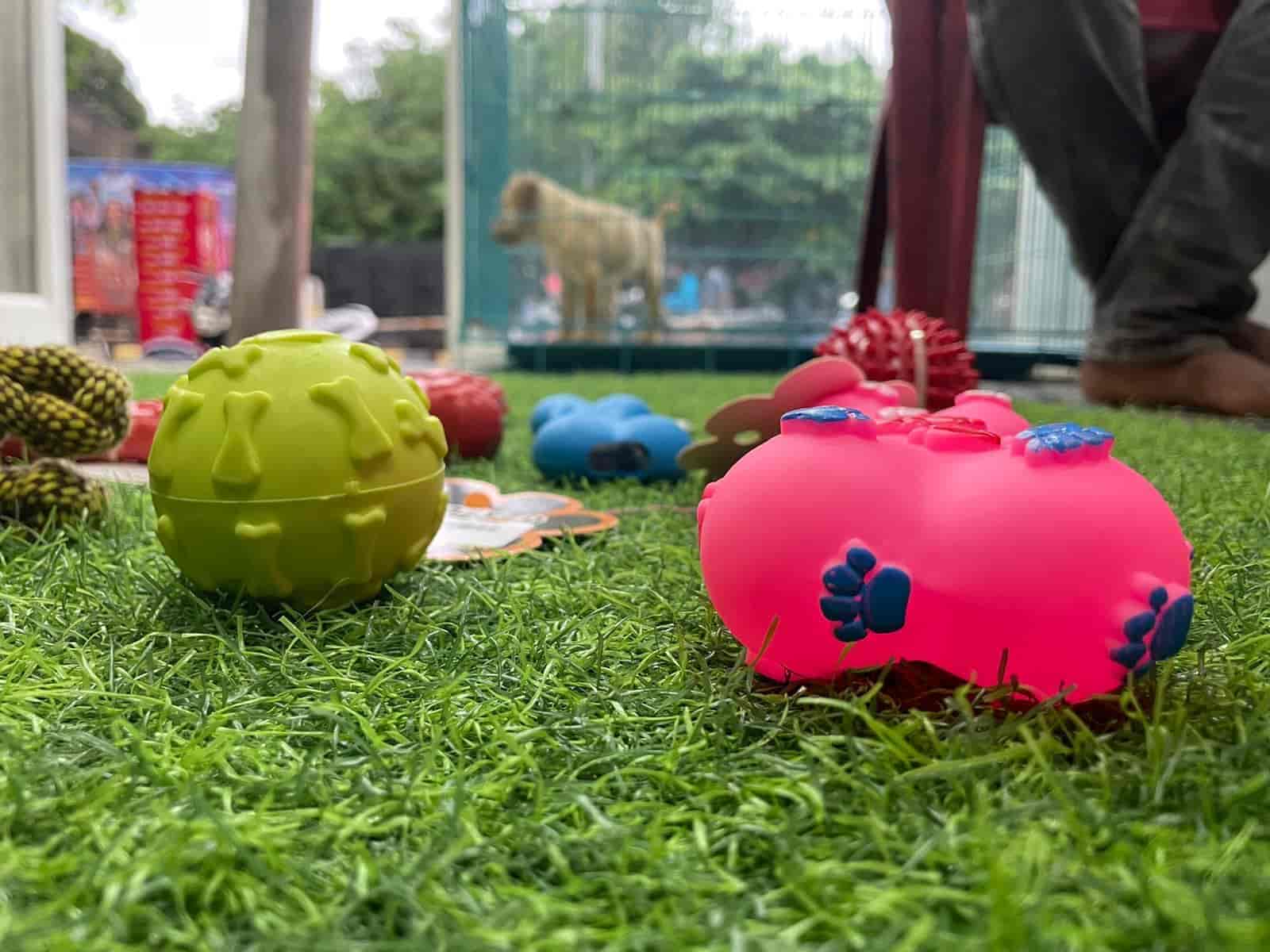 Top Pet Shops For Golden Retriever Dog in Rajahmundry Best Pet Stores