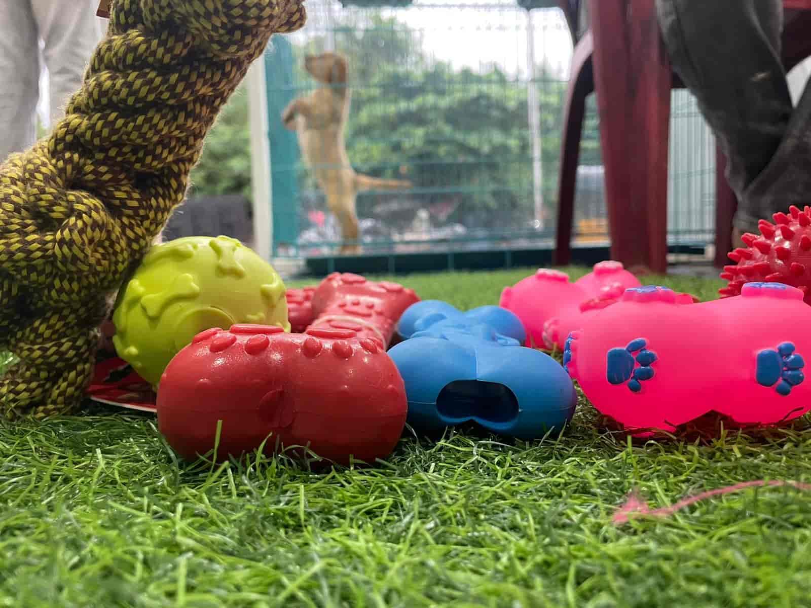 Top Pet Shops For Golden Retriever Dog in Rajahmundry Best Pet Stores