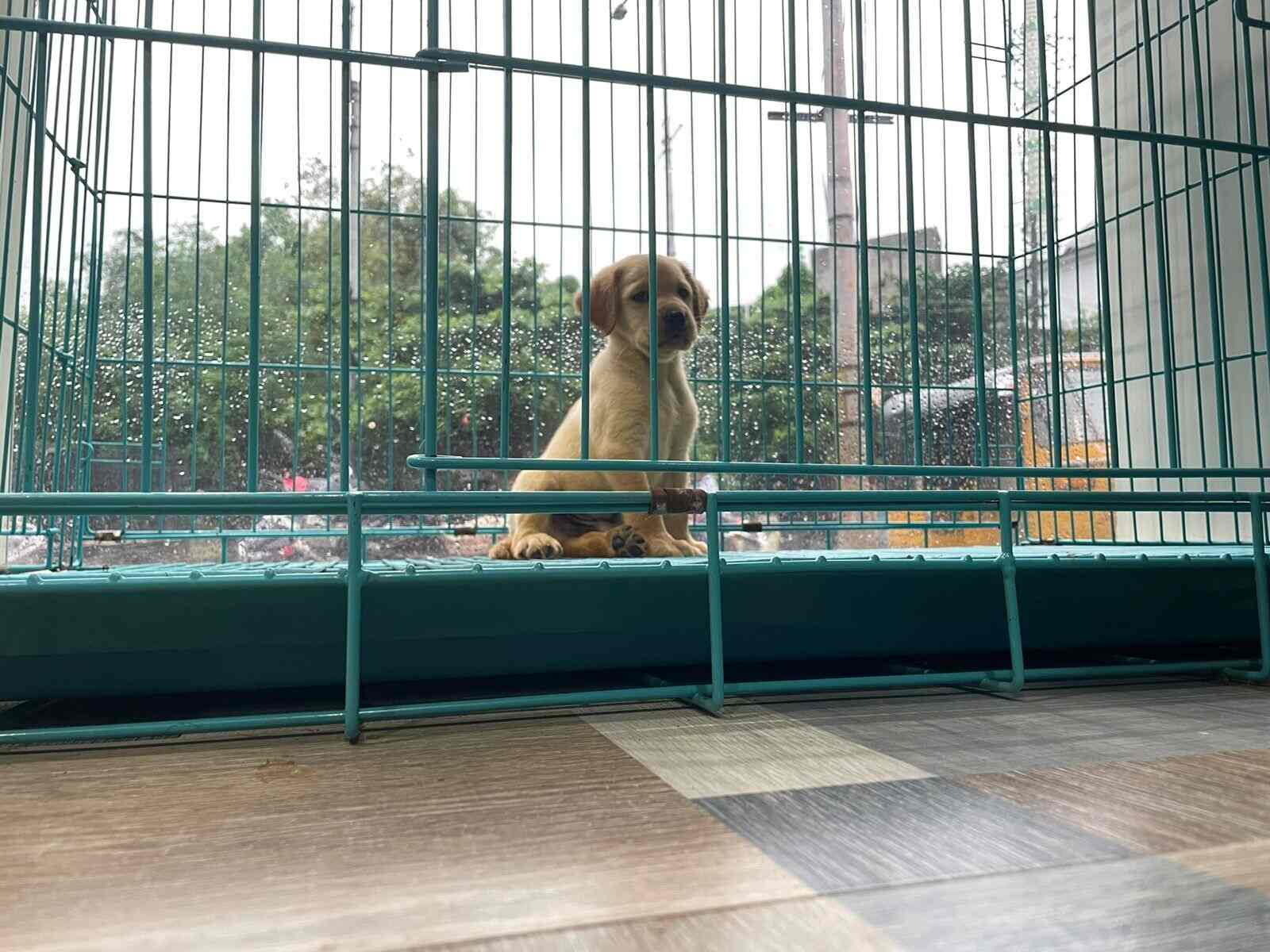 Top Pet Shops For Golden Retriever Dog in Rajahmundry Best Pet Stores