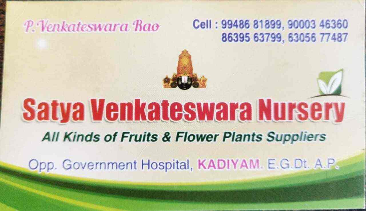 Top 30 Tree Nurseries in Rajahmundry Best Nursery Tree Creepers