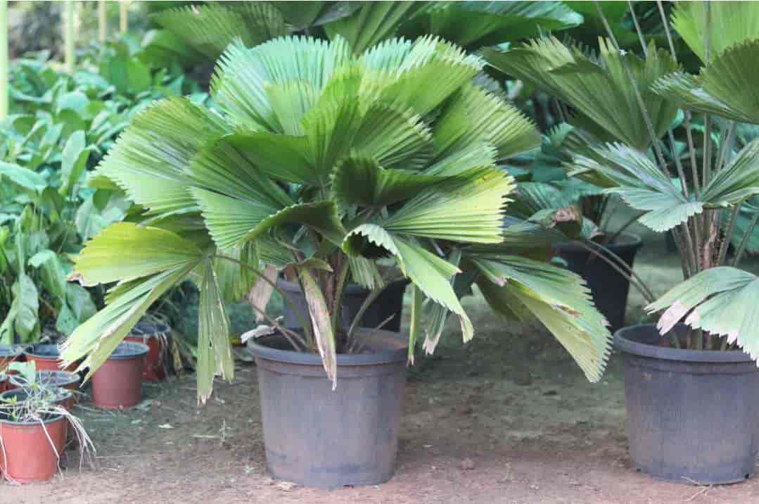 Top Red Sandalwood Plant Wholesalers in Kadapa रेड सन्दलवुड प्लांट