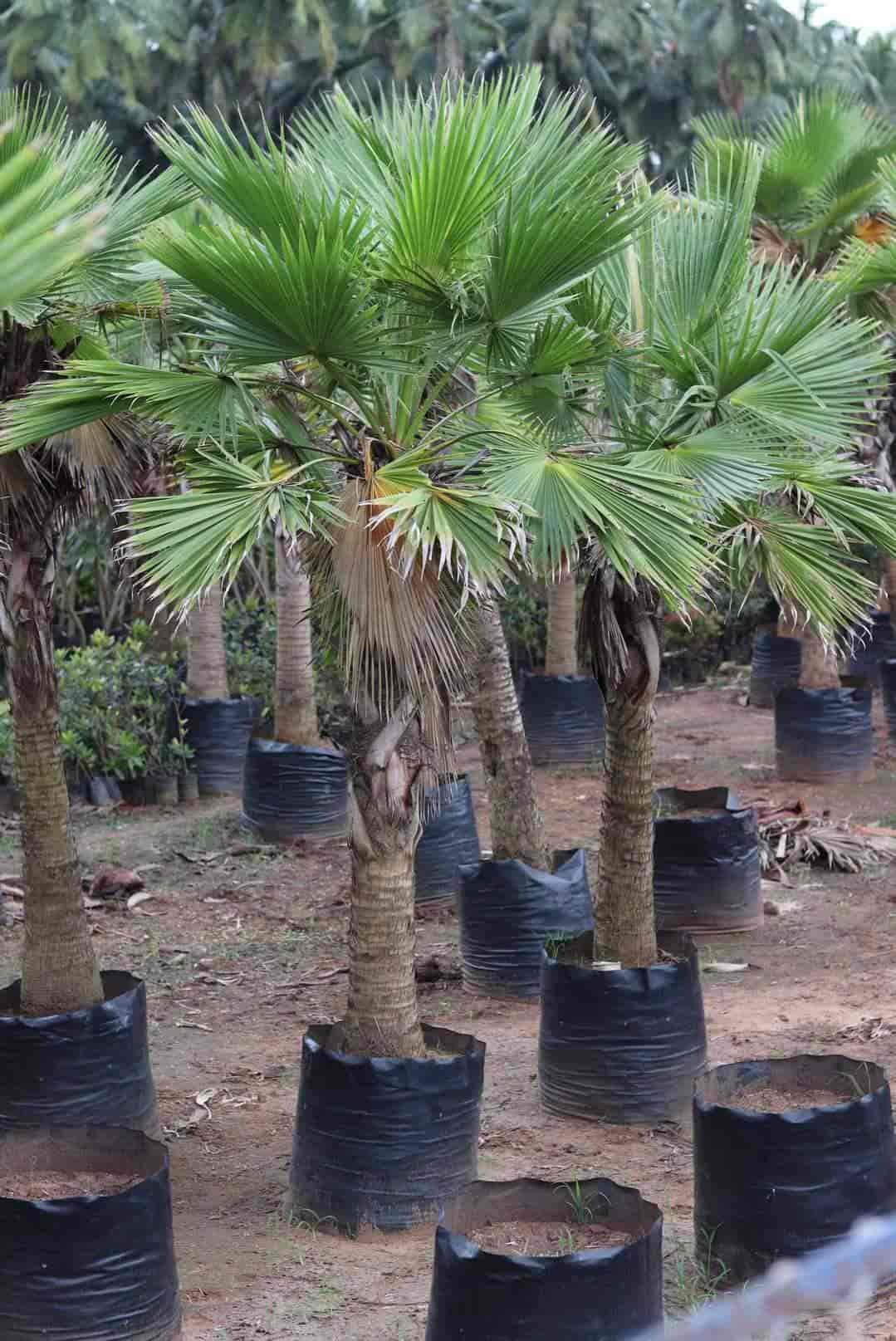 Top Red Sandalwood Plant Wholesalers in Kadapa रेड सन्दलवुड प्लांट