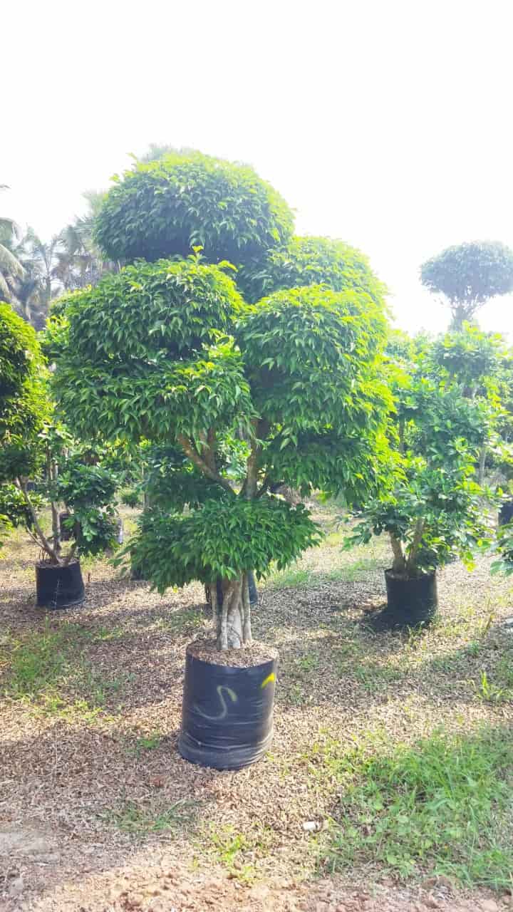 Top Amantran Nursery Plant Nurseries in Vijayawada Best Amantran