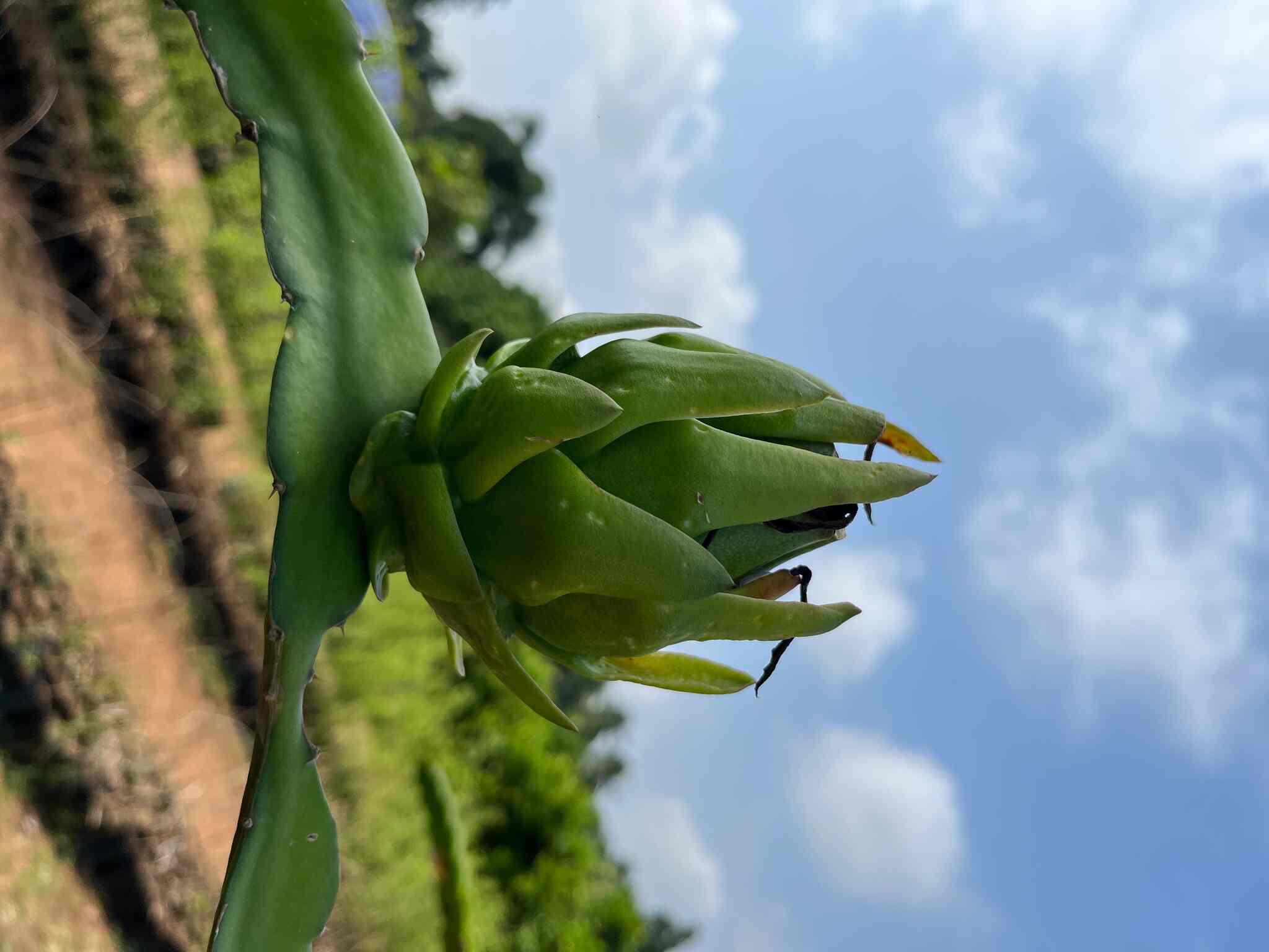 Top Amantran Nursery Plant Nurseries in Vijayawada Best Amantran