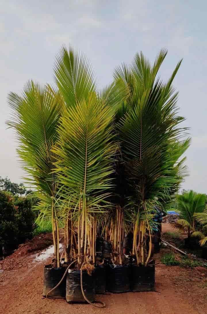 Top Amantran Nursery Plant Nurseries in Vijayawada Best Amantran