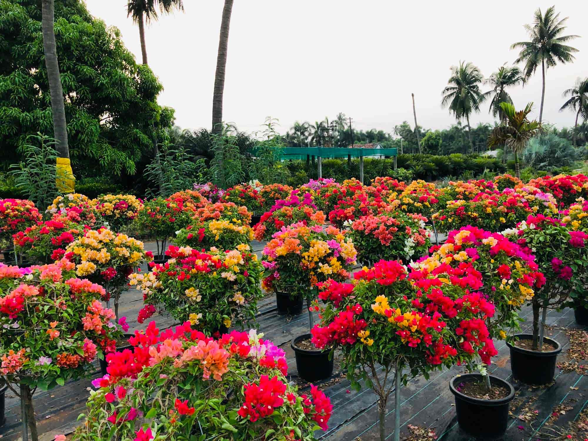 Flower Plants Suppliers In Sri Lanka Best Flower Site