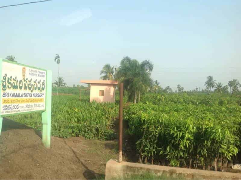 Sri Kamala Satya Nursery, Near Musalamma Temple,Opposite Street