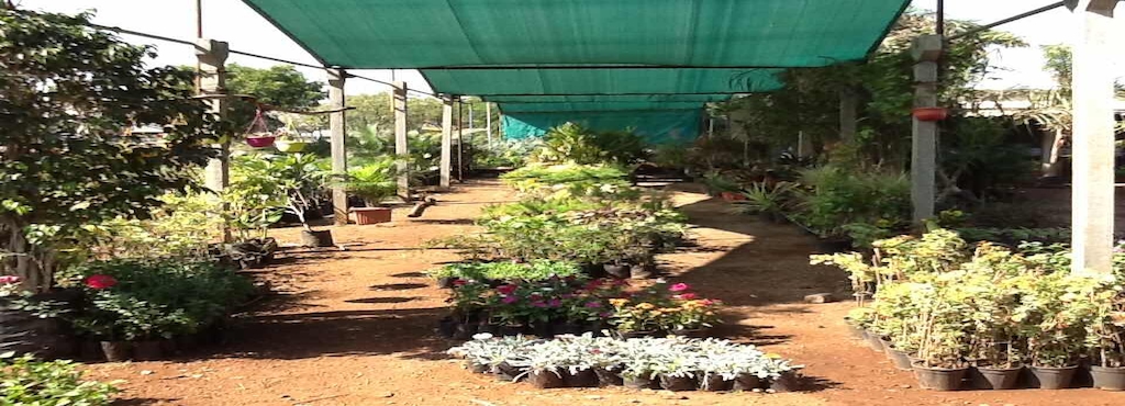 Shreenathji Garden Nursery Maliyasan Shreenathji Garden Nursery