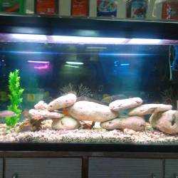 fish tank accessory crossword Aqueon Betta Puzzle Aquarium Kit, Blue, Half Gallon : Pet Supplies From vibrant fish keeping to