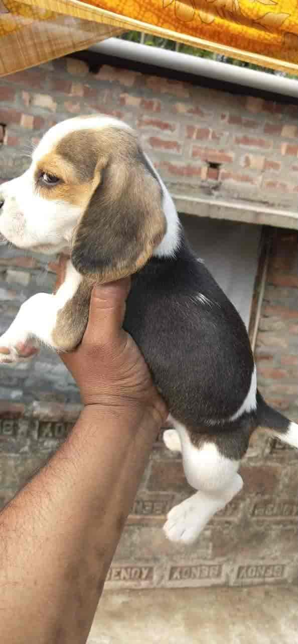 Komal Pets, Bahu Bazar Chowk Pet Shops For Dog in Ranchi Justdial