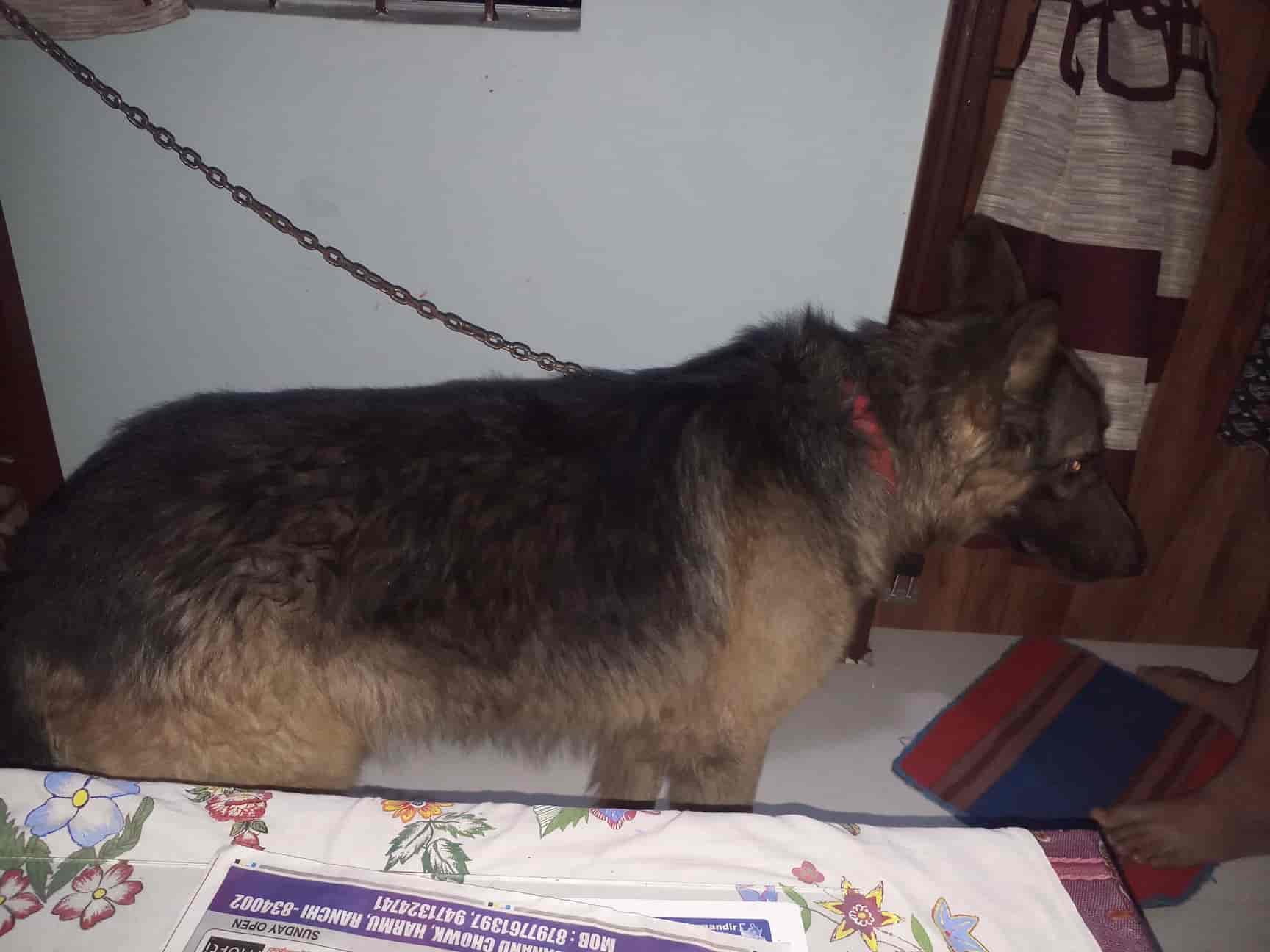 Mediciner Agencies in Tharpakhna,Ranchi Best Pet Shops For Birds in