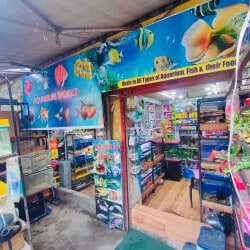 Koi fish dealers near me best sale