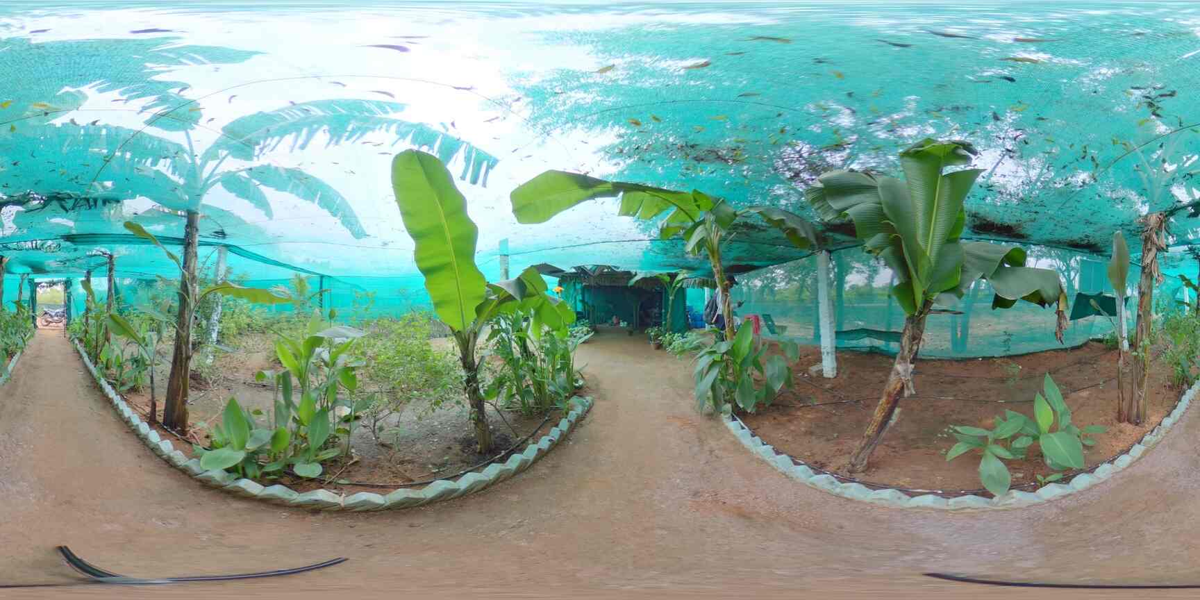 Top Fruit Plant Nurseries in Shamshabad Best Custard Apple Plant Dealers Hyderabad near me