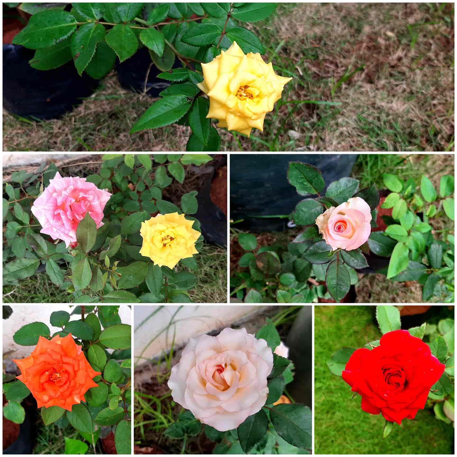 Plantshala The Garden Store in Dundigal,Hyderabad Best Plant