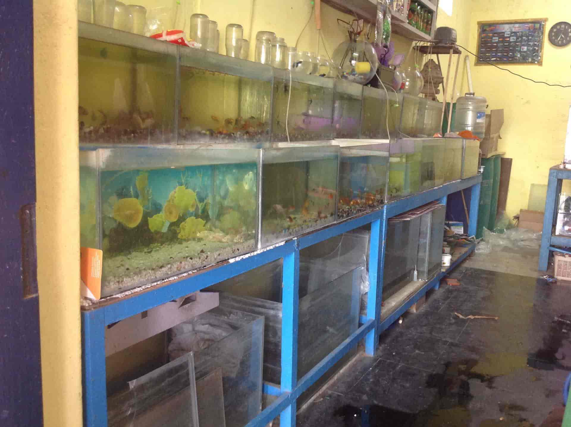 Chitra Aquarium Birds And Pet Shops in Ranipet Ho,Ranipet Best Fish Tank Dealers in Ranipet