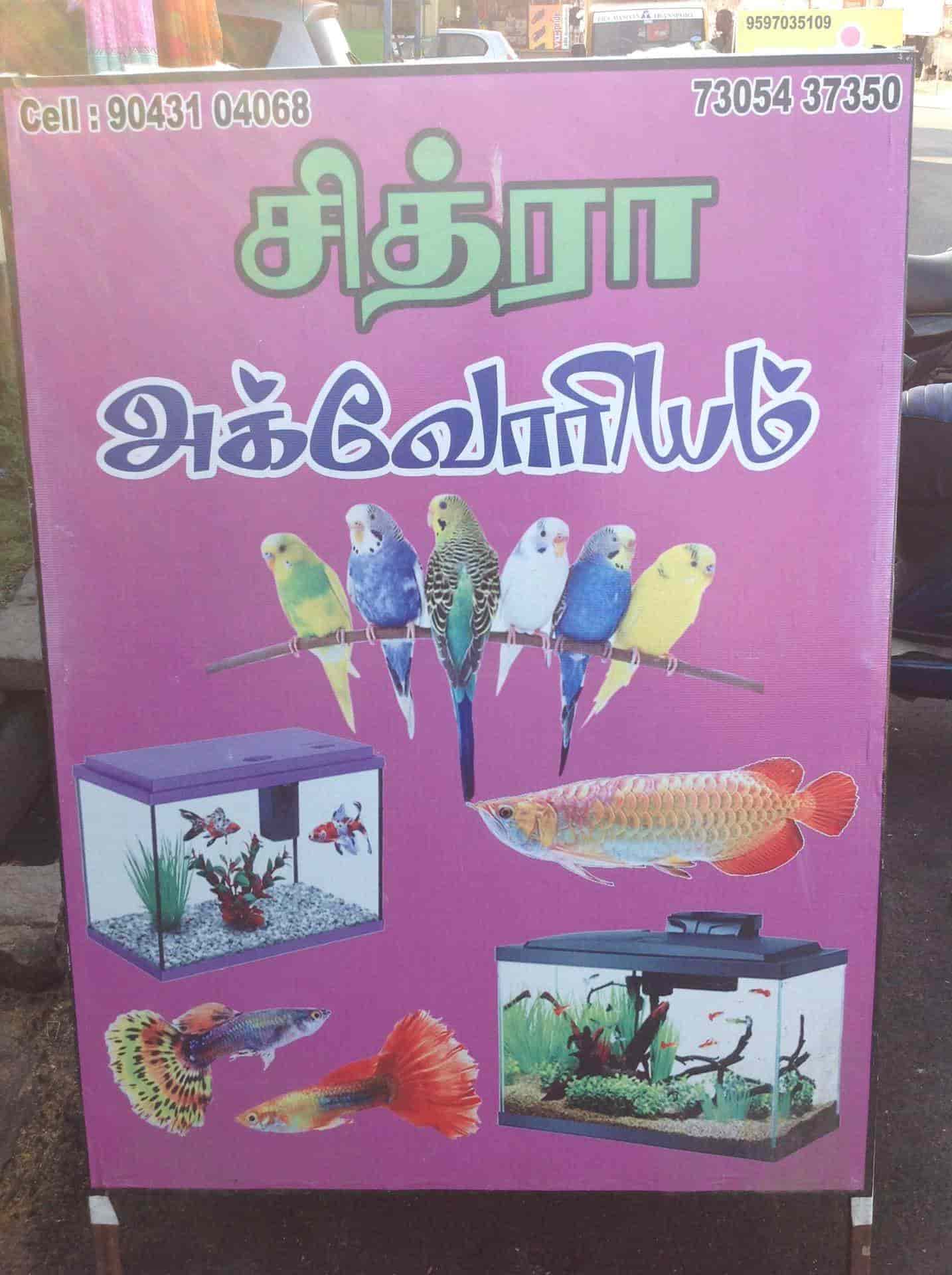 Chitra Aquarium Birds And Pet Shops in Ranipet Ho,Ranipet Best Fish