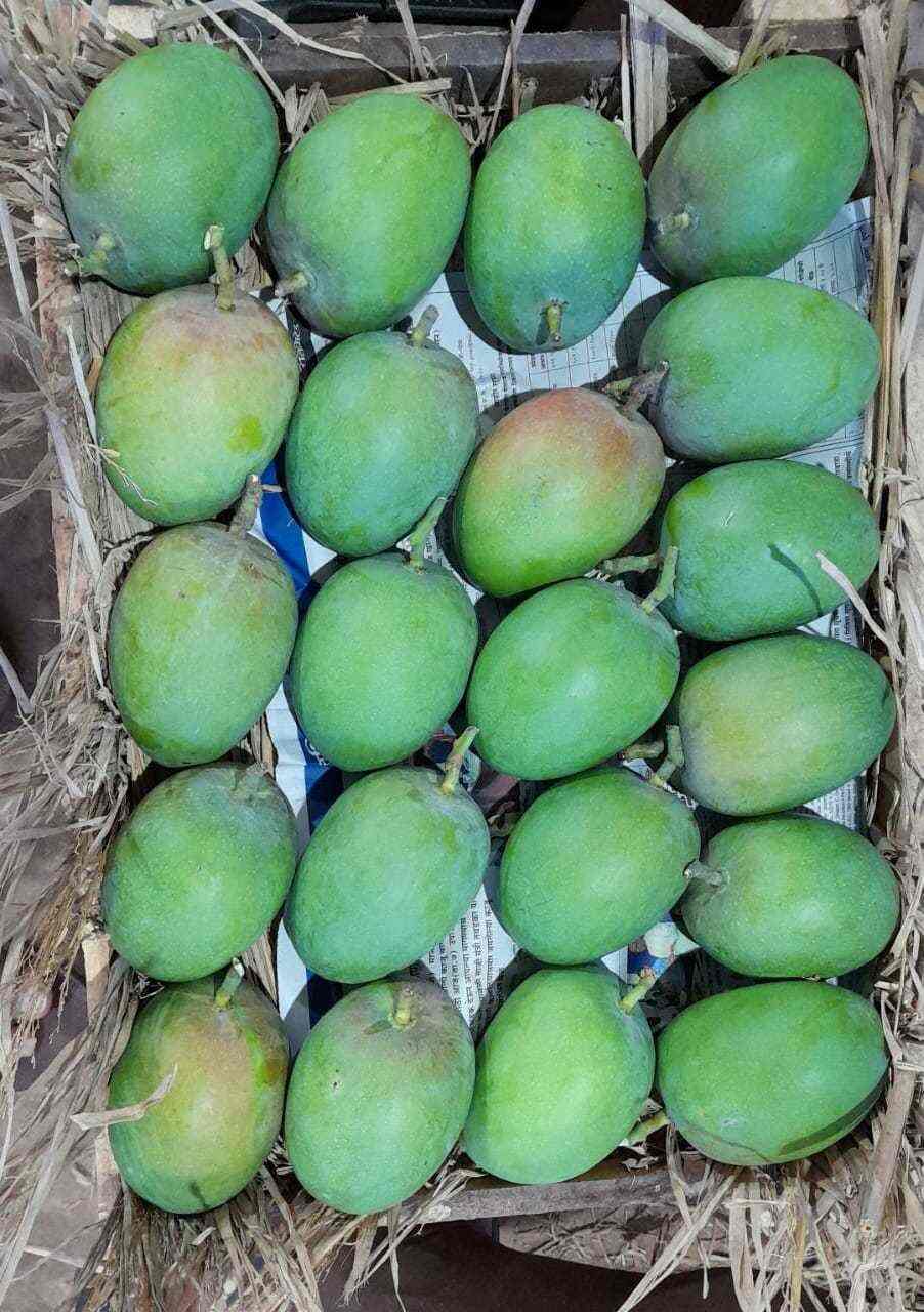 Nidhi Mangoes, RATNAGIRI CITY Mango Wholesalers in Ratnagiri Justdial