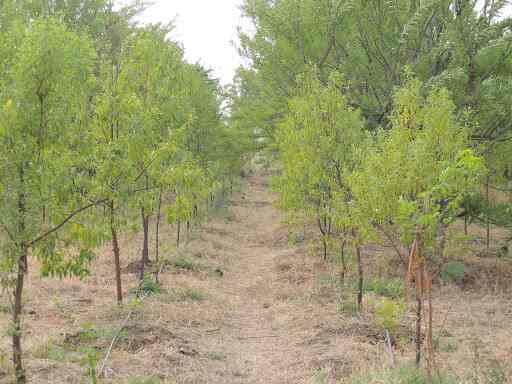 Maharashtra Sandal Grower Farmers Producer Sandalwood Nursery Mandangad Plant Nurseries In Ratnagiri Justdial