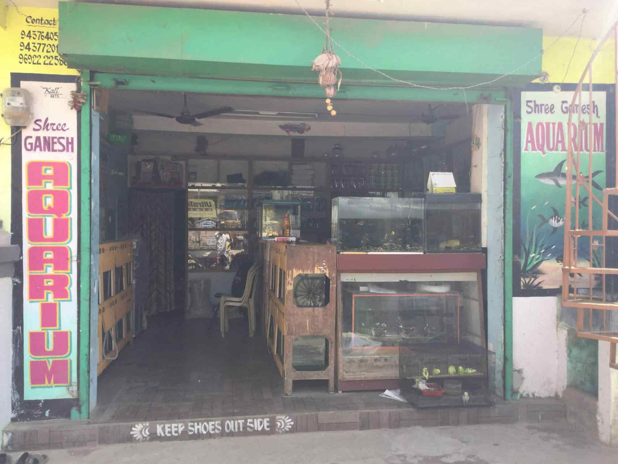 Top Pet Shops For Birds in Bastar Best Bird Shops near me Justdial