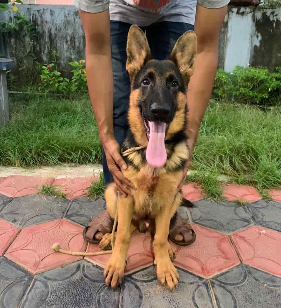 Top Dog Training Centres in Kasaragod Best Pets Training near me