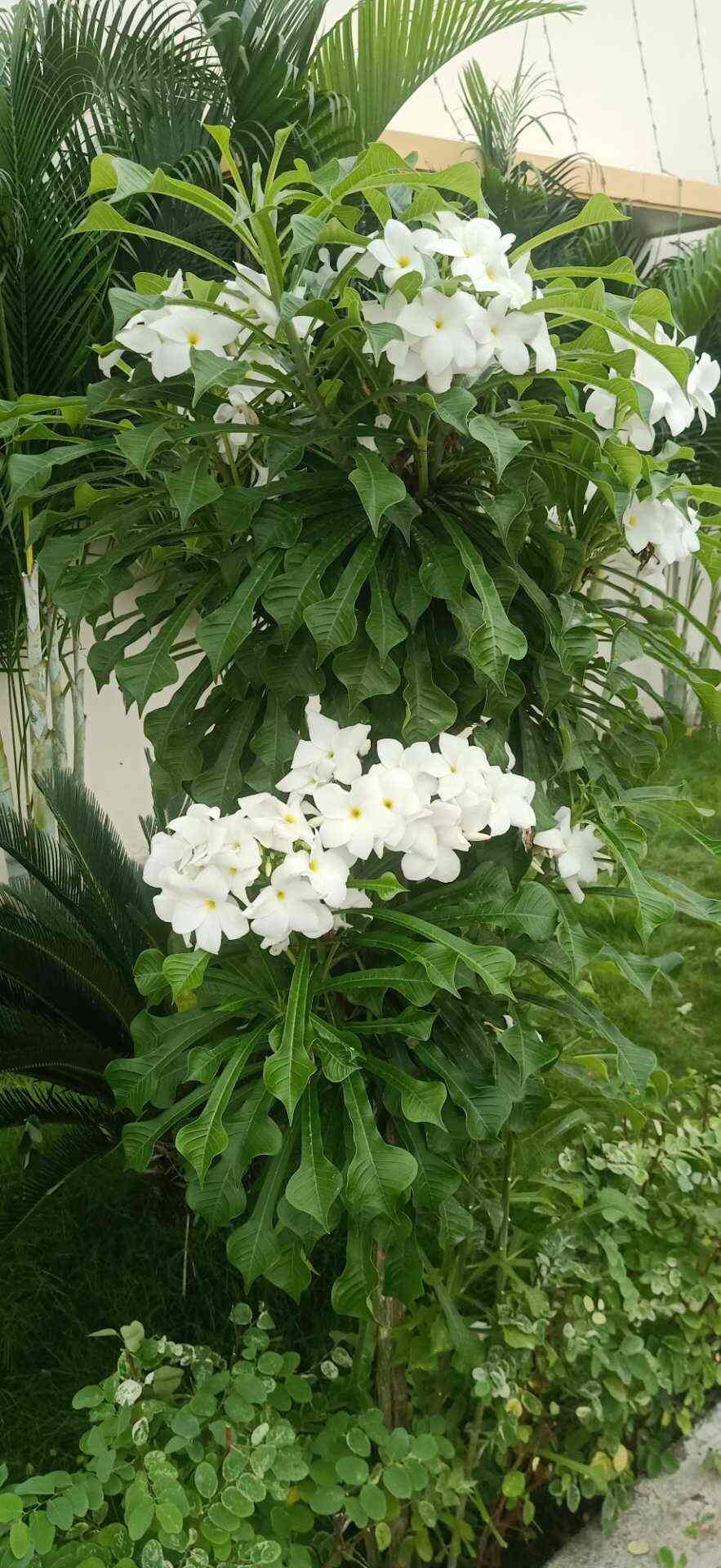 Top Plant Nurseries in Uchipuli,Ramanathapuram Best Government Plant