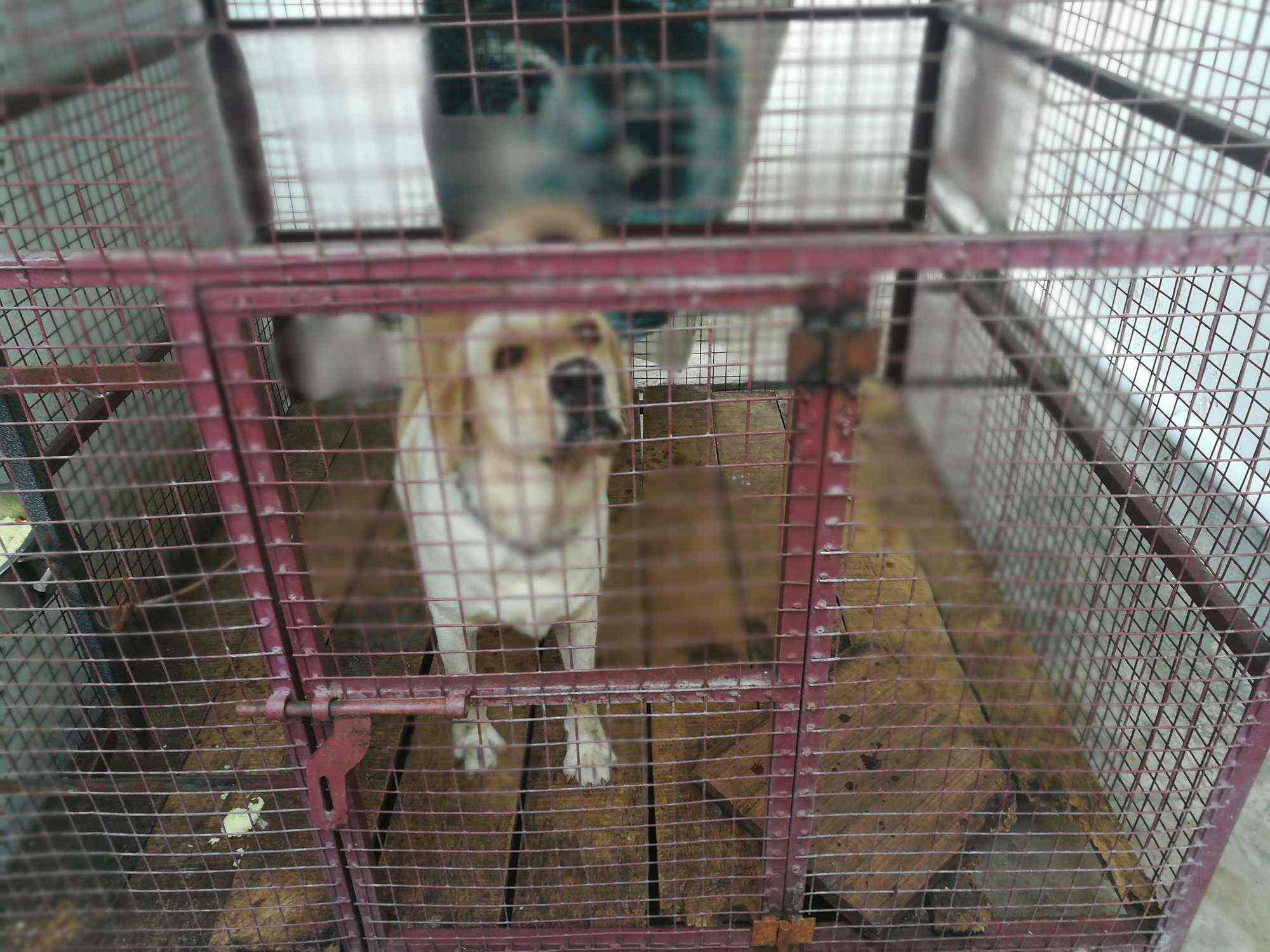 Is Boarding Good For Dogs