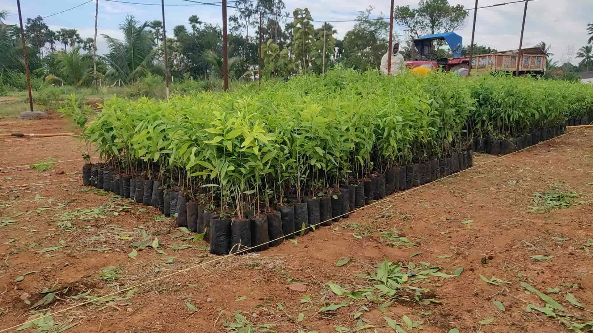 Top Plant Nurseries in Ravada Anakapalle,Visakhapatnam Best