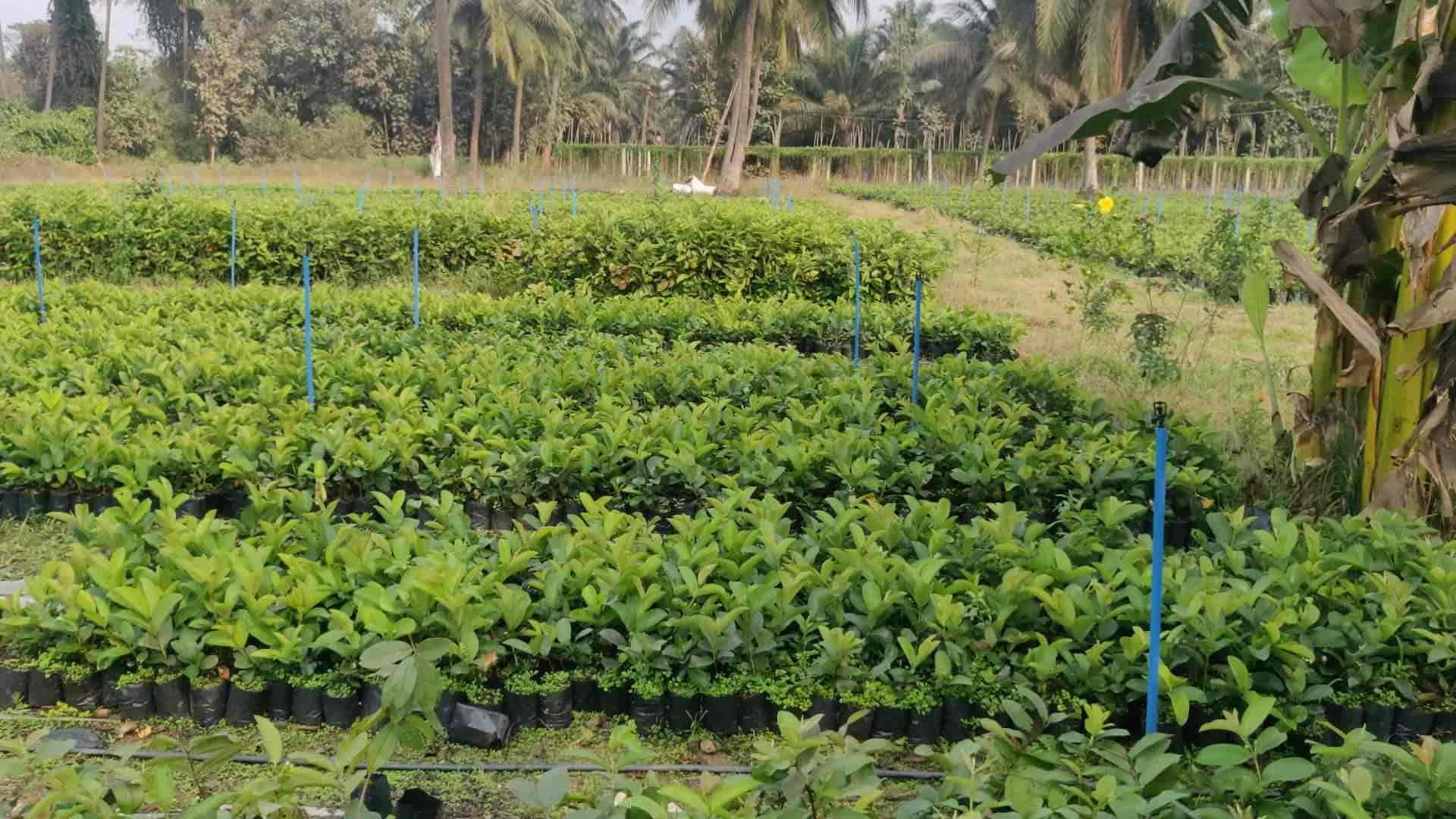 Top Plant Nurseries in Ravada Anakapalle,Visakhapatnam Best
