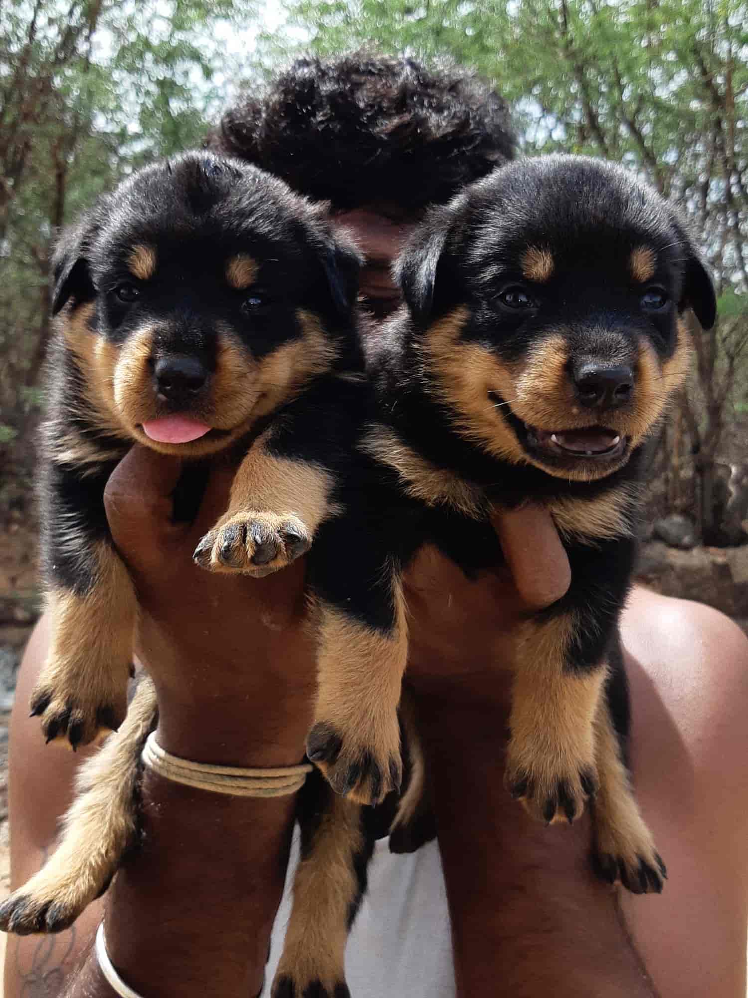 Sutharson Pets in Sankar Nagar,Tirunelveli Best Pet Shops For Dog in