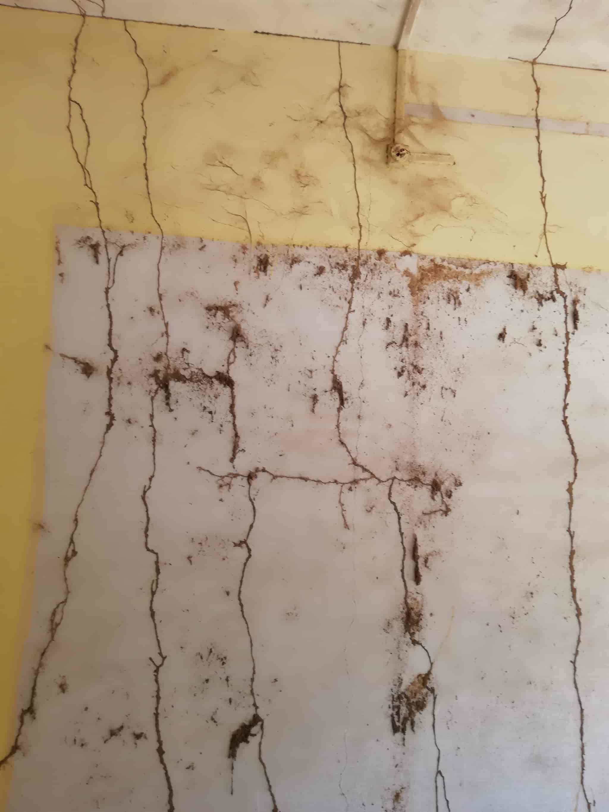 Top Herbal Pest Control Services in Jabalpur near me Justdial