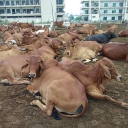 Arya Superior Animal Genetics in BIKANER, Rewari