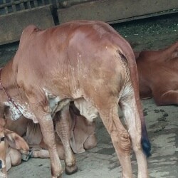 Arya Superior Animal Genetics in BIKANER, Rewari