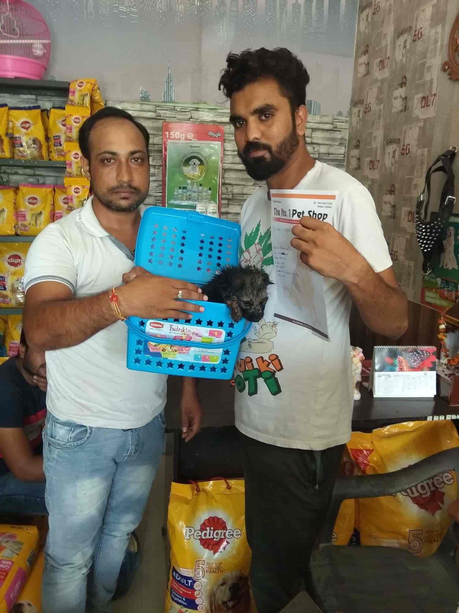 Top Pet Shops For Cat in Rewari Best Pet Shops For Kitten near me