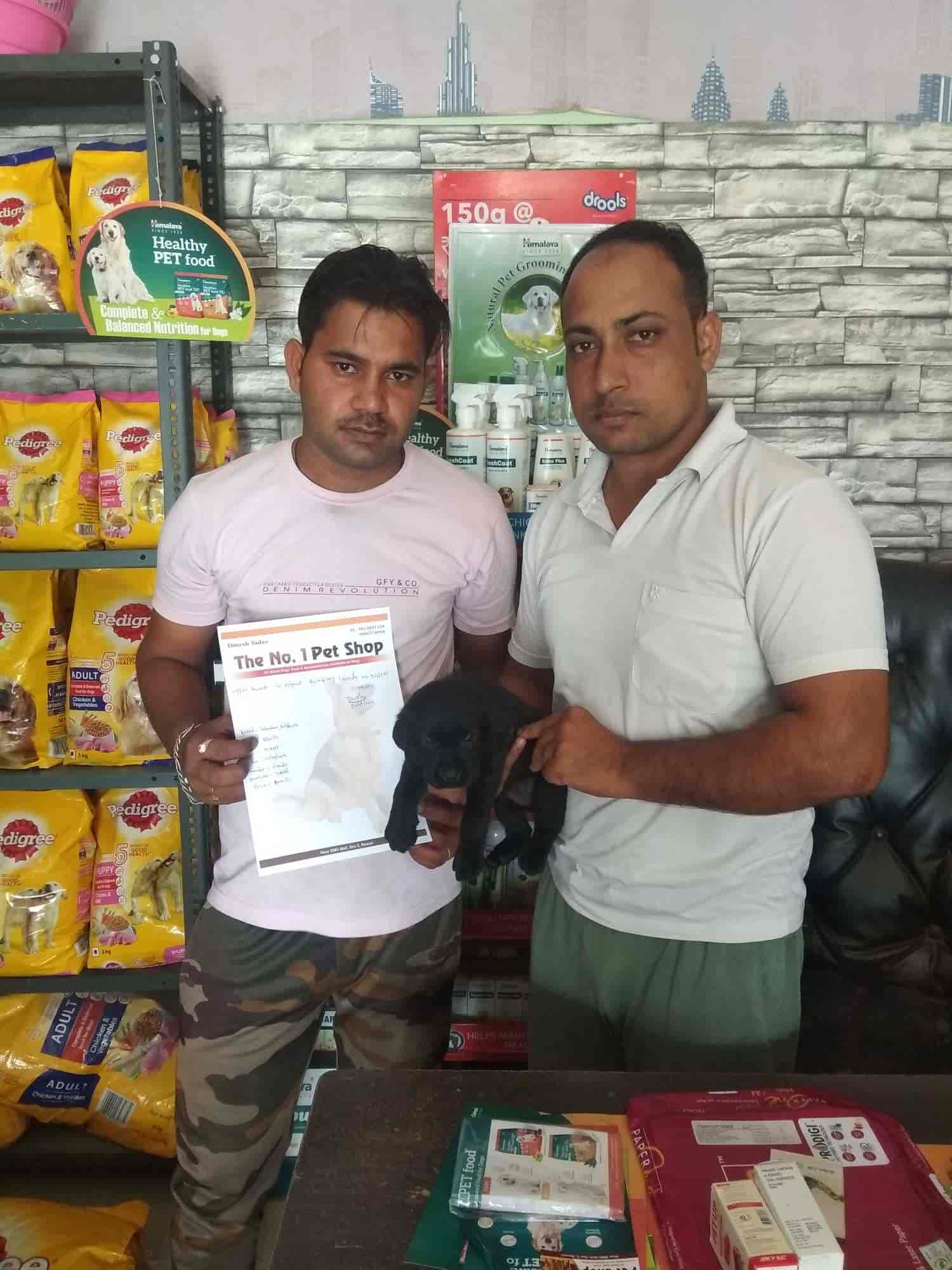 Top Pet Shops For Cat in Rewari Best Pet Shops For Kitten near me