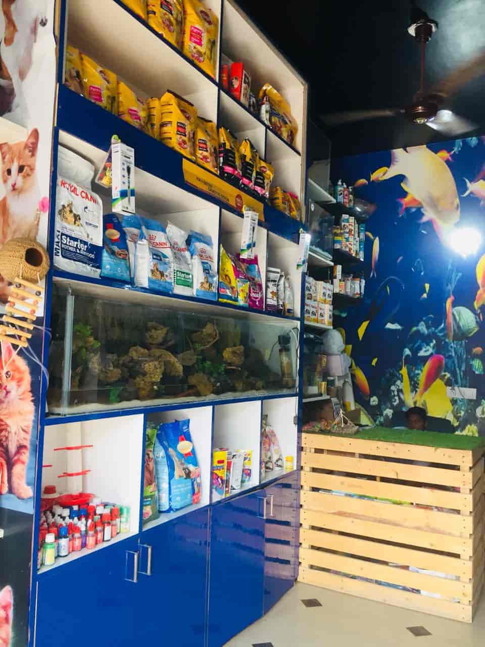 Top Pet Shops For Cat in Rewari Best Pet Shops For Kitten near me