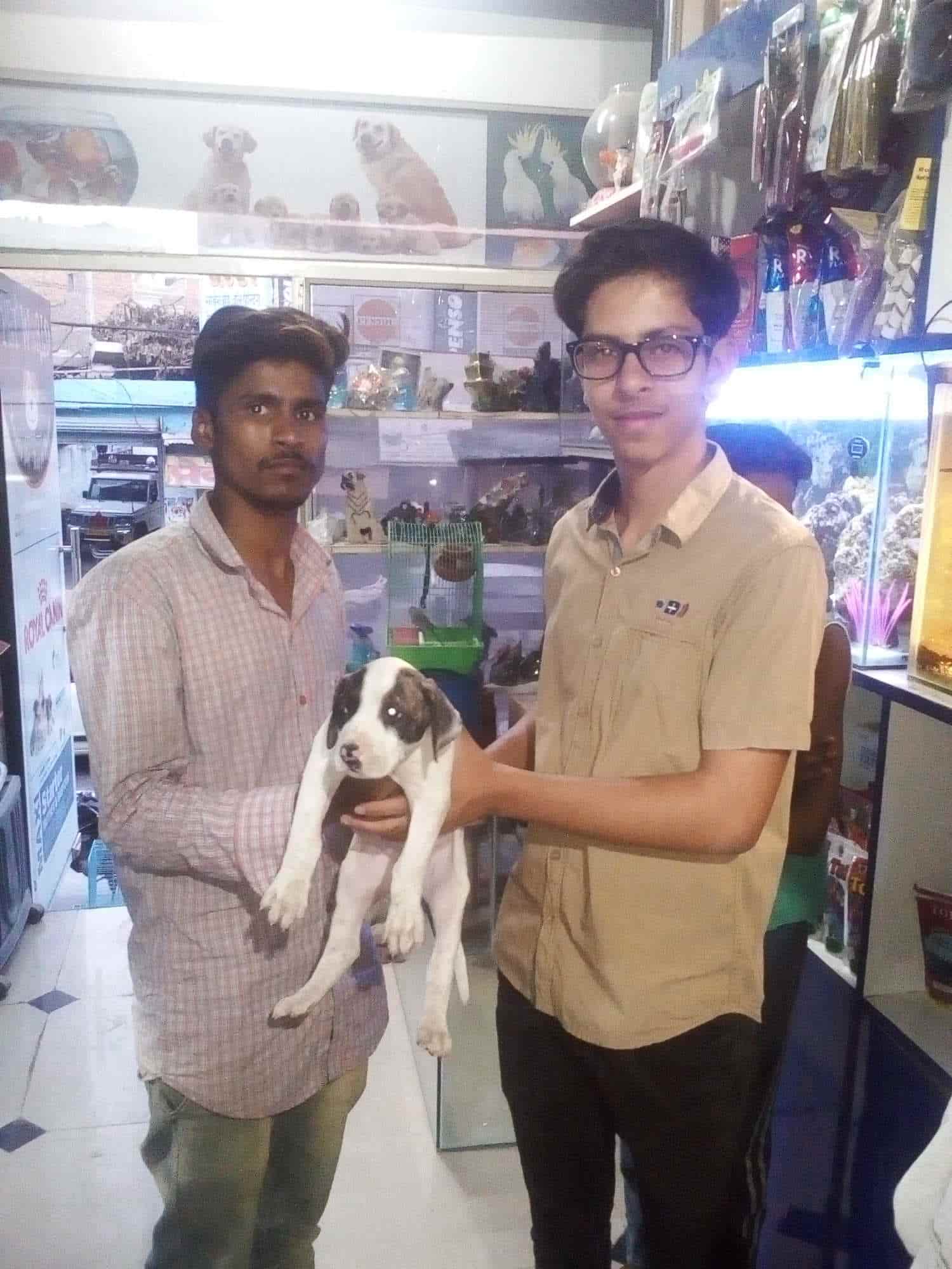 Top Pet Shops For Cat in Rewari Best Pet Shops For Kitten near me