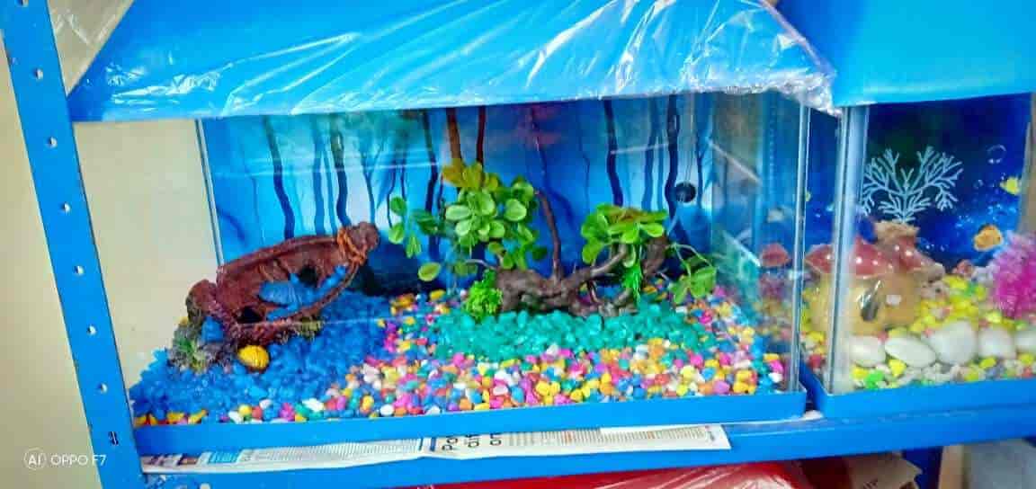 Top Aquariums in Dehri On Sone Best Fish Tank Dealers near me Justdial