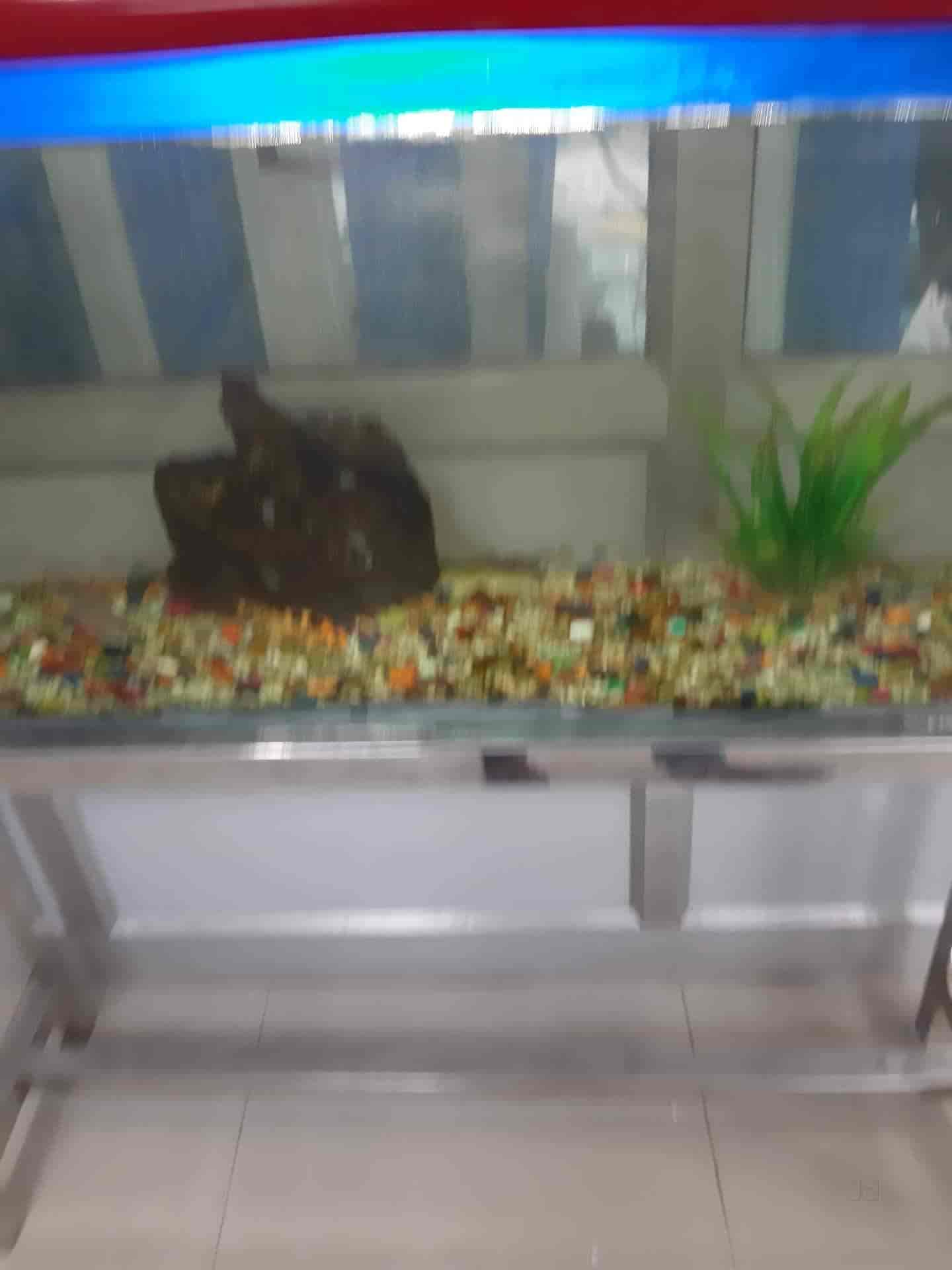 Hammad Fish Aquarium in Roorkee HO,Roorkee Best Aquarium Fish Dealers