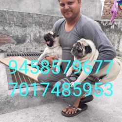 Pug pet shop top