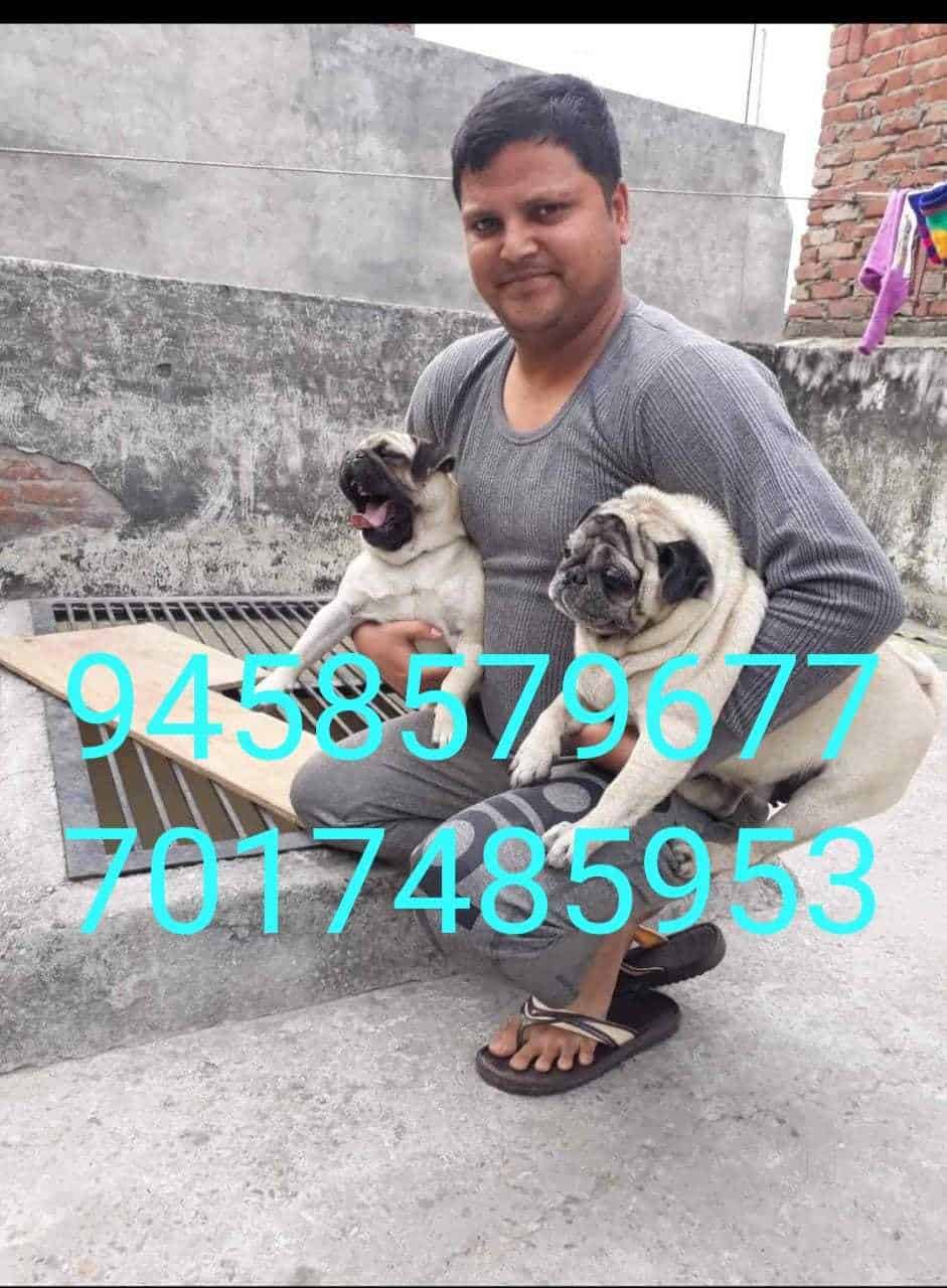 Pug dog market price clearance