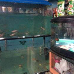 New lucky fish aquarium & pet supply hot sale