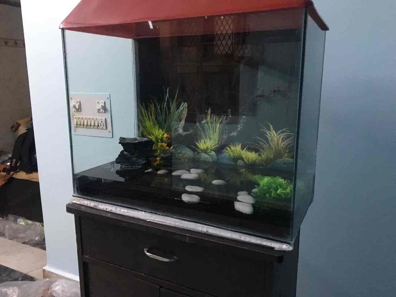 shalimar fish aquarium & pet shop
