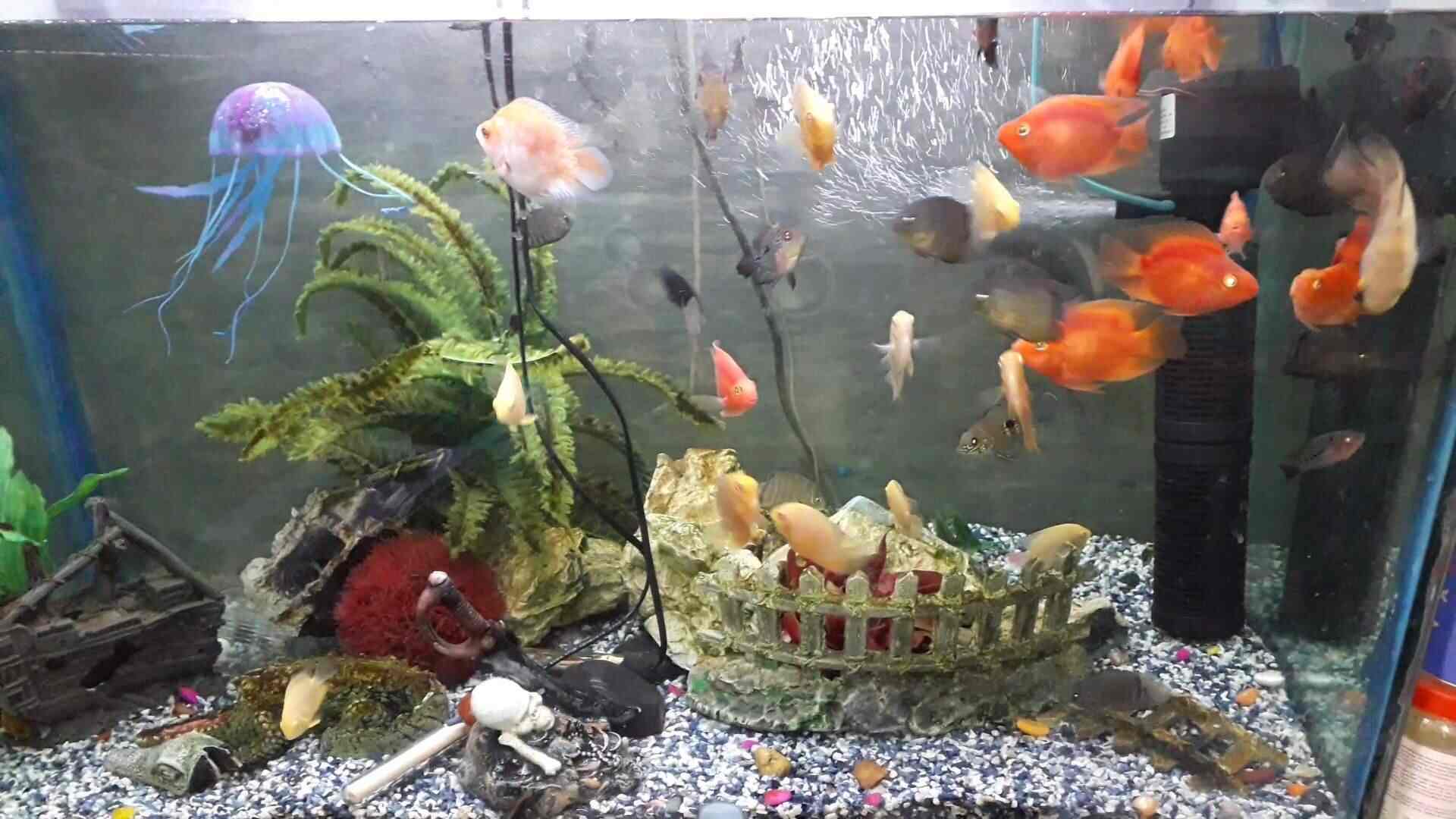 Top Aquariums in Geeta Colony Best Fish Tank Dealers near me Justdial