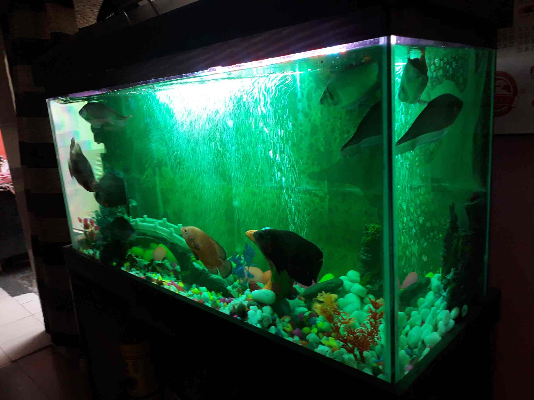 Top Aquariums in Geeta Colony Best Fish Tank Dealers near me Justdial