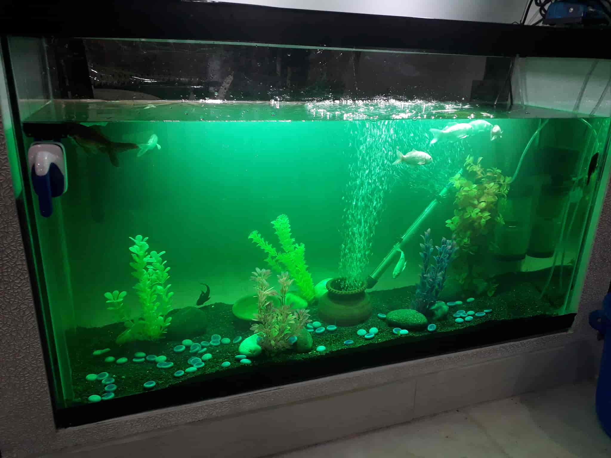 Top Aquariums in Geeta Colony Best Fish Tank Dealers near me Justdial